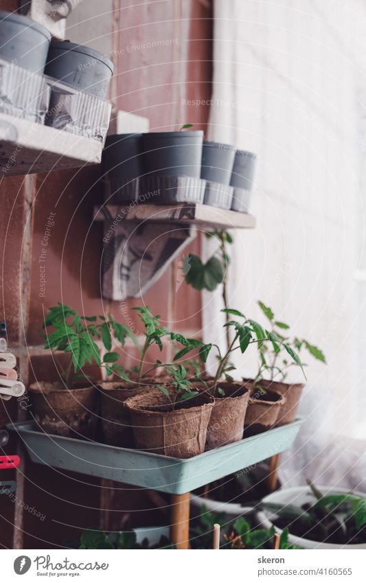 seedlings in peat pots. Baby plants seeding, black hole trays for agricultural seedlings. The spring planting. Early seedling, grown from seeds in boxes at home on the windowsill