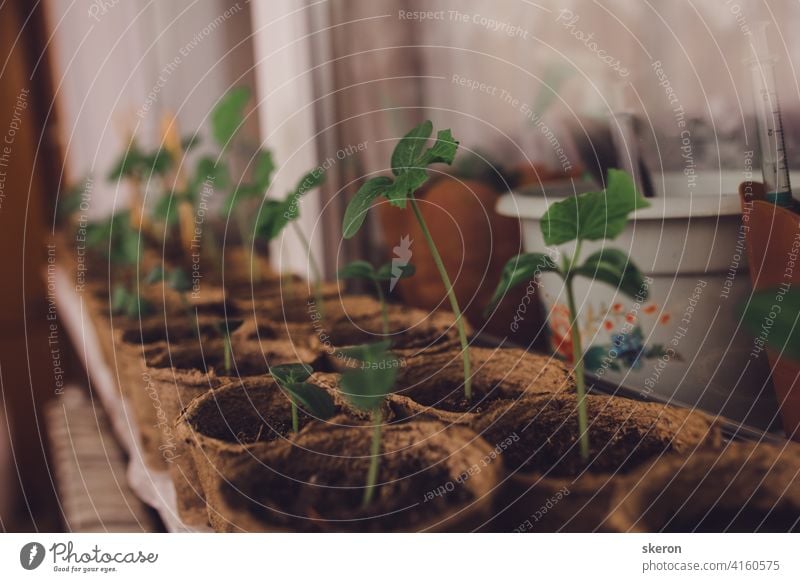 seedlings in peat pots. Baby plants seeding, black hole trays for agricultural seedlings. The spring planting. Early seedling, grown from seeds in boxes at home on the windowsill