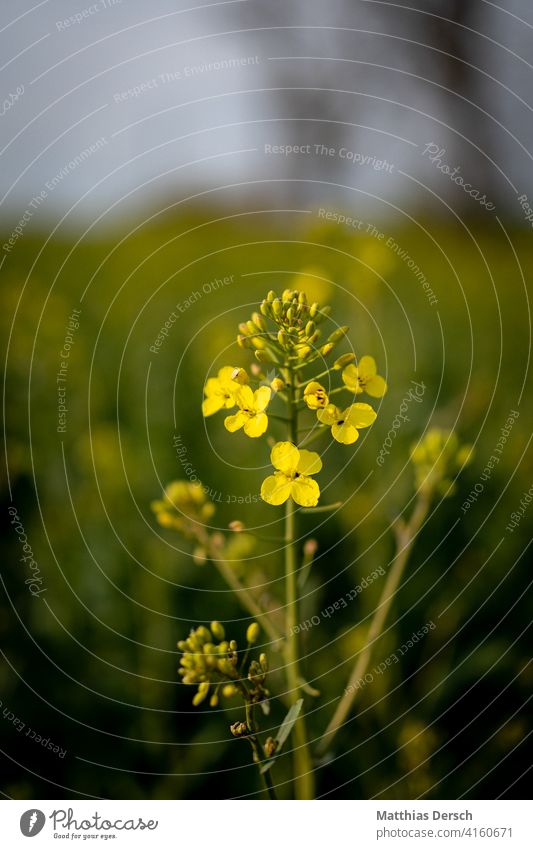 Rapeseed flower Canola Canola field Oilseed rape flower Oilseed rape cultivation Yellow Agriculture Green Field Nature Day Exterior shot Landscape