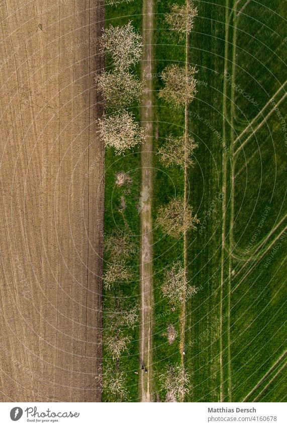 Flower from above Blossom Blossoming heyday Blossom leave Spring UAV view droning drone photo Drone Images Avenue avenue trees Landscape Bird's-eye view