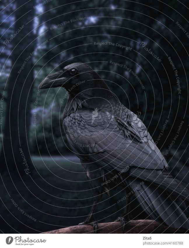 Black raven sitting on a branch in a dark forest crown black bird feathers animal wild wildlife nature scary horror halloween gothic darkness mystical fantasy