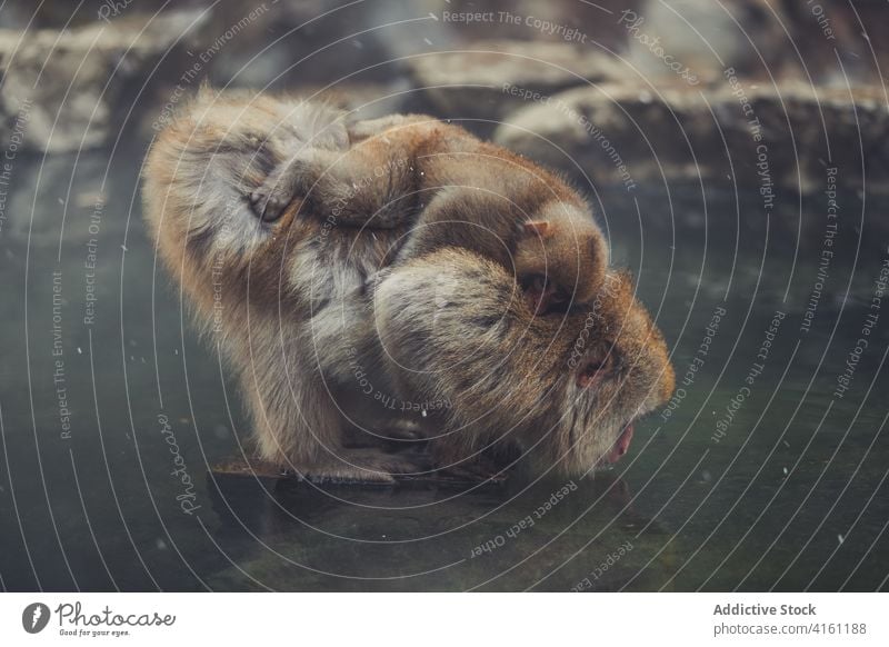 Japanese macaques drinking water from pond snow monkey japanese macaque nature animal wild jigokudani monkey park yamanouchi lake baby care aqua mammal fauna