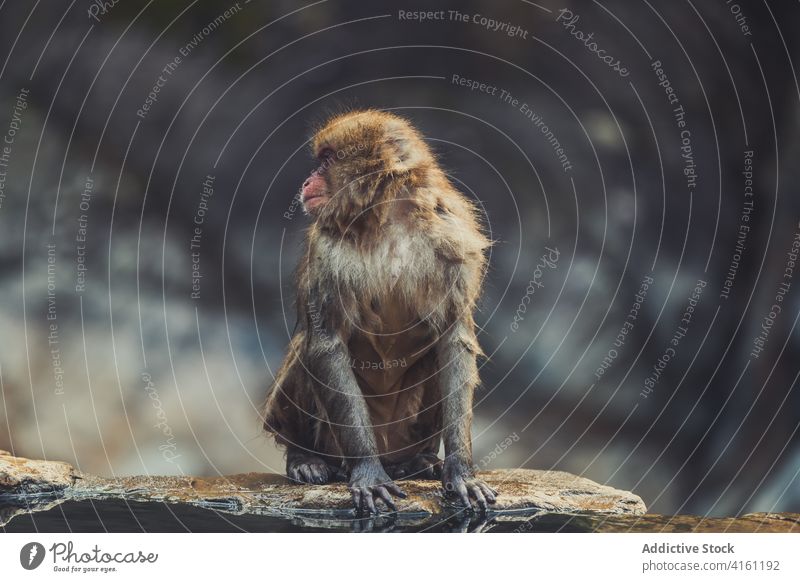 Japanese macaque sitting near lake in park monkey japanese macaque snow monkey nature pond animal habitat wild jigokudani monkey park yamanouchi mammal fauna