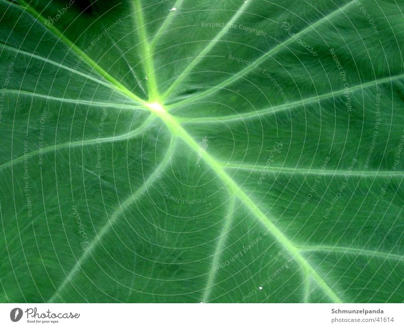 Sheet webs Leaf Green Macro (Extreme close-up) Street Botanical gardens Münster