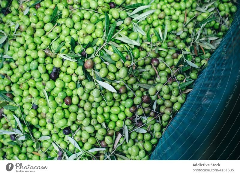 Green olives in containers at factory industrial facility storage fresh agriculture industry raw product production manufacture food organic machinery work