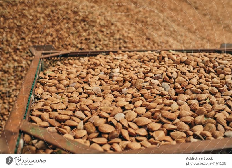 Pile of seeds in storehouse heap grain container warehouse factory stock storage fresh crop pile food industry organic production agriculture nutrition natural