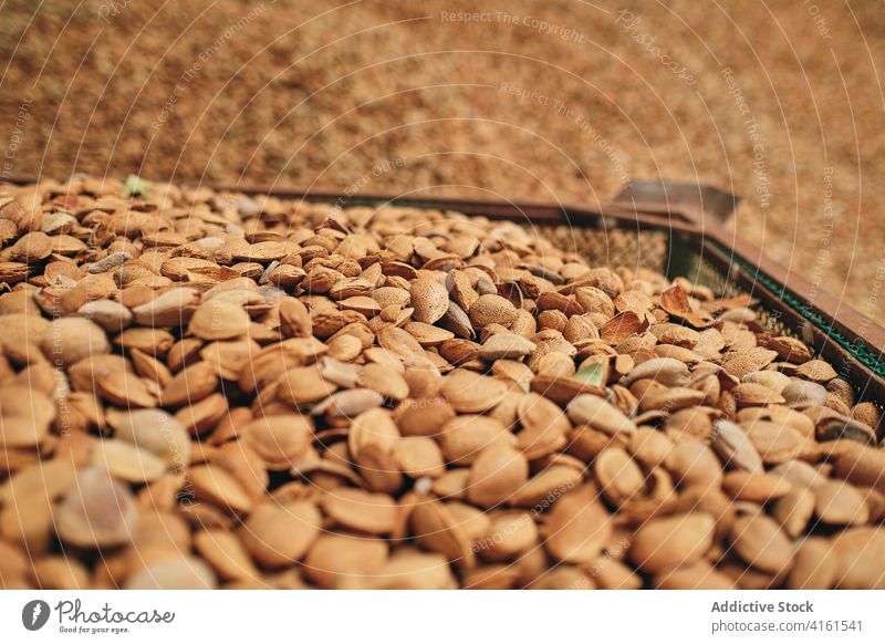 Pile of seeds in storehouse heap grain container warehouse factory stock storage fresh crop pile food industry organic production agriculture nutrition natural