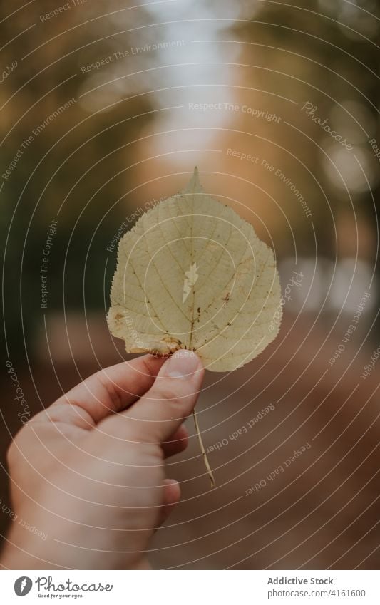 Crop person with yellow leaf in park autumn fall season overcast nature plant foliage weather daytime stand tranquil peaceful environment flora harmony cold