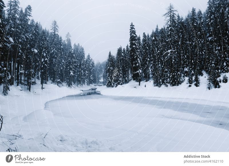 Frozen river in winter coniferous forest snow frozen cold landscape wild snowfall blizzard nature spruce tree woods woodland environment frost silent weather