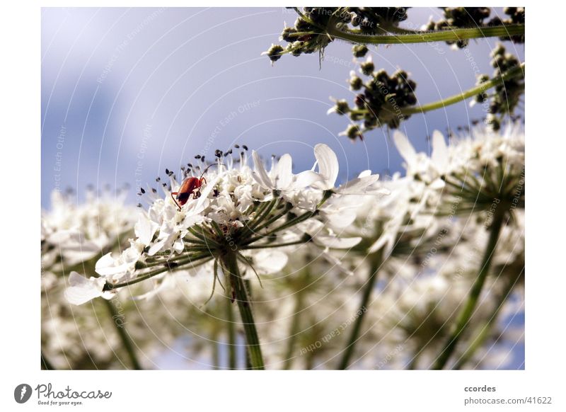 close-up Flower Insect White Plant Beetle Sky Close-up Nature Blue gift of sheep Macro (Extreme close-up) Exterior shot