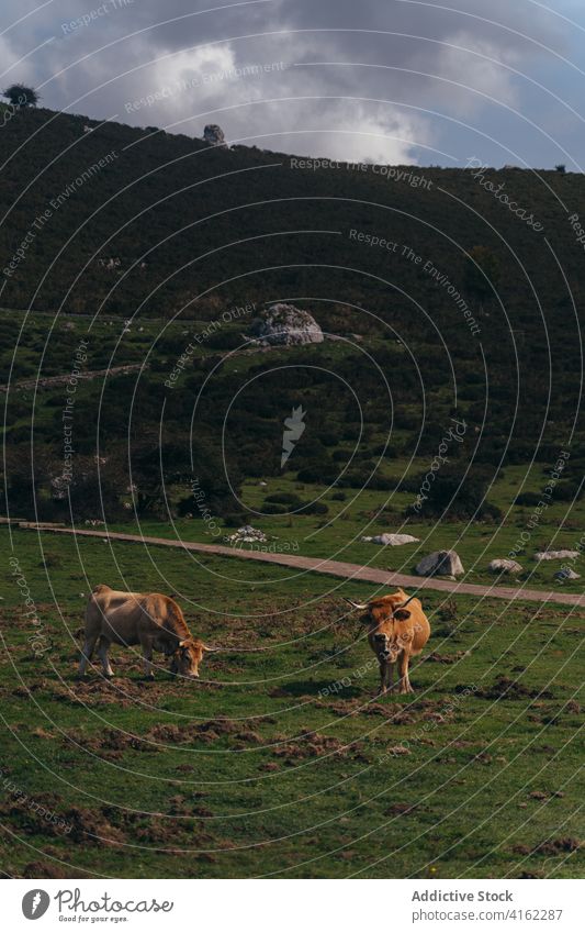 Aubrac cattle grazing on lush pasture aubrac cow graze animal farmland livestock mammal zoology red meadow field nature rural countryside domestic herd