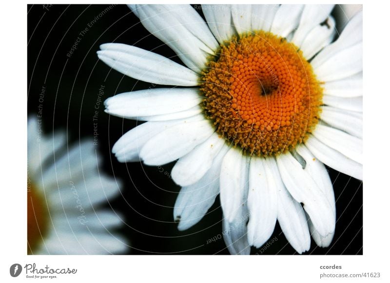 Margherites Plant Flower Summer White Yellow Foreground Blossom margherite Garden Nature Orange Close-up Exterior shot