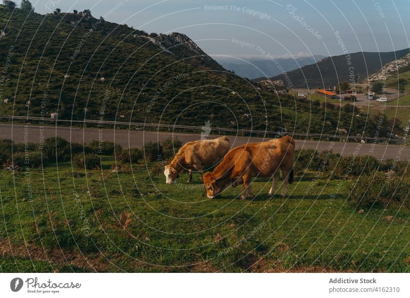 Aubrac cattle grazing on lush pasture aubrac cow graze animal farmland livestock mammal zoology red meadow field nature rural countryside domestic herd