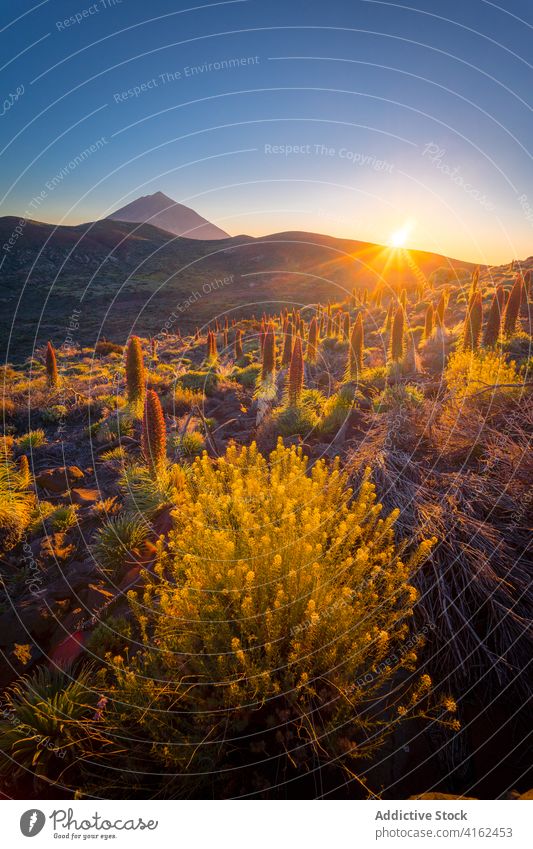 Peaceful sunrise over mountain valley in summer morning highland dawn illuminate orange vivid plant canary islands spain tenerife lush terrain picturesque