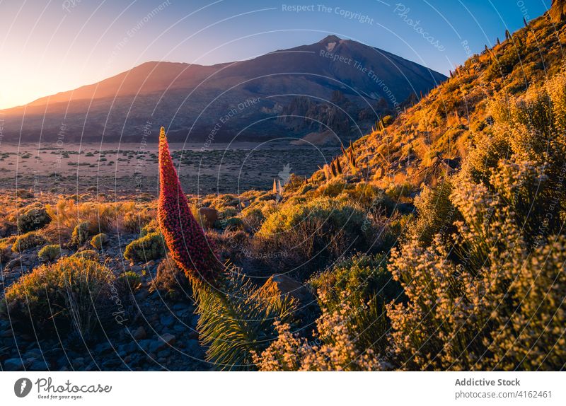 Peaceful sunrise over mountain valley in summer morning highland dawn illuminate orange vivid plant canary islands spain tenerife lush terrain picturesque