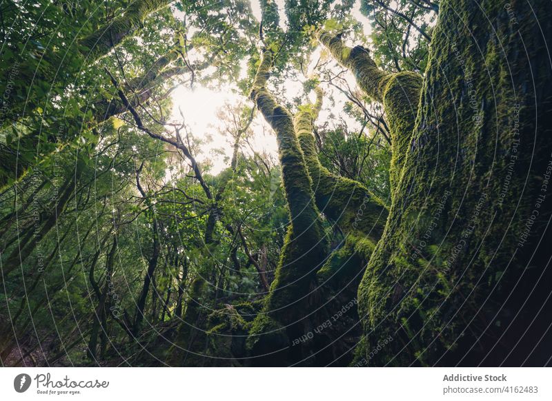 Mossy trees in dark woods forest moss landscape grow tall green nature tenerife canary islands spain plant environment trunk flora tranquil scenic wild calm