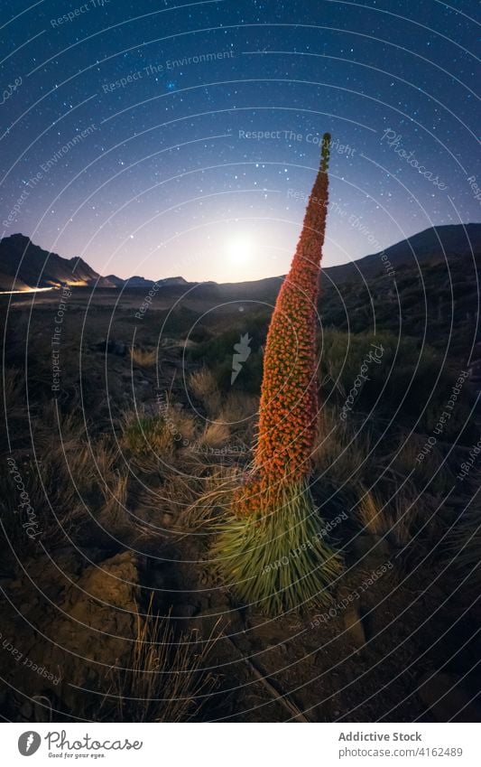 Tropical plant in mountains at night starry sky valley grow tropical silhouette highland canary islands spain tenerife terrain rocky exotic scenic environment