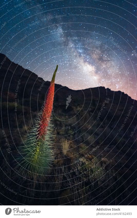 Tropical plant in mountains at night starry sky valley grow tropical silhouette highland canary islands spain tenerife terrain rocky exotic scenic environment