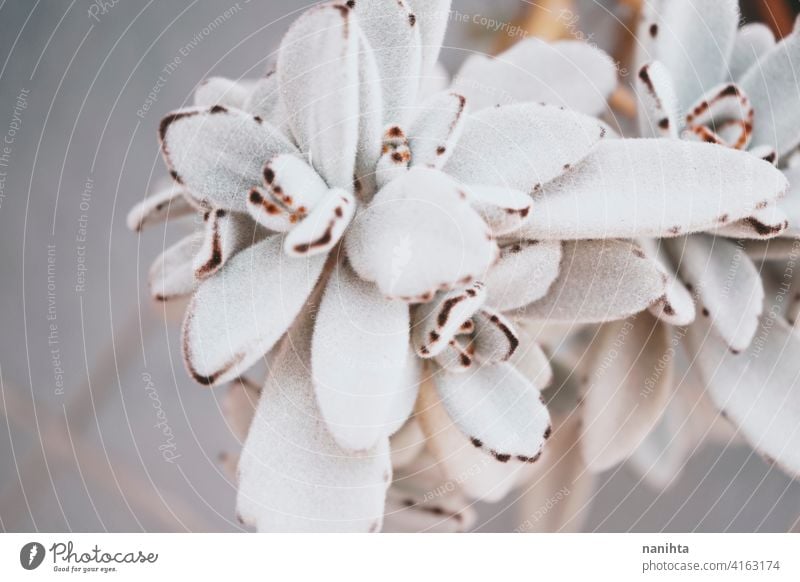 Beautiful image of a Kalanchoe Tomentosa succulent plant kalanchoe tomentosa exotic soft beautiful leaves contrast white velvety fluffy fuzzy rare weird garden