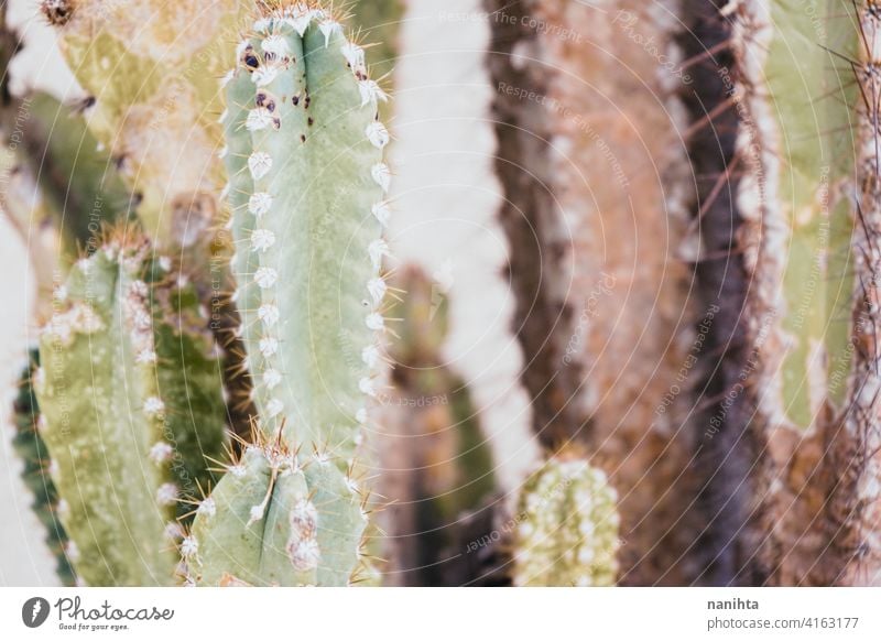 Old cereus peruvianus cactus with rust plague on it fungus infection illness old abandoned tall plant succulent succulent plant fat plant desert green