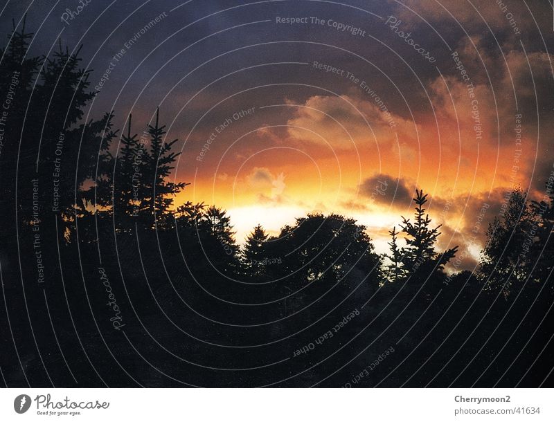 evening mood Sunset Black Red Dark Clouds Tree Evening Dusk Orange Shadow