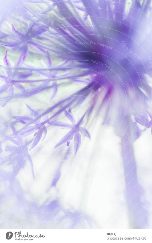 Fine flower stars of the ornamental leek in delicate lilac ornamental garlic garlic flower Violet Flower Spring Nature Delicate Shallow depth of field