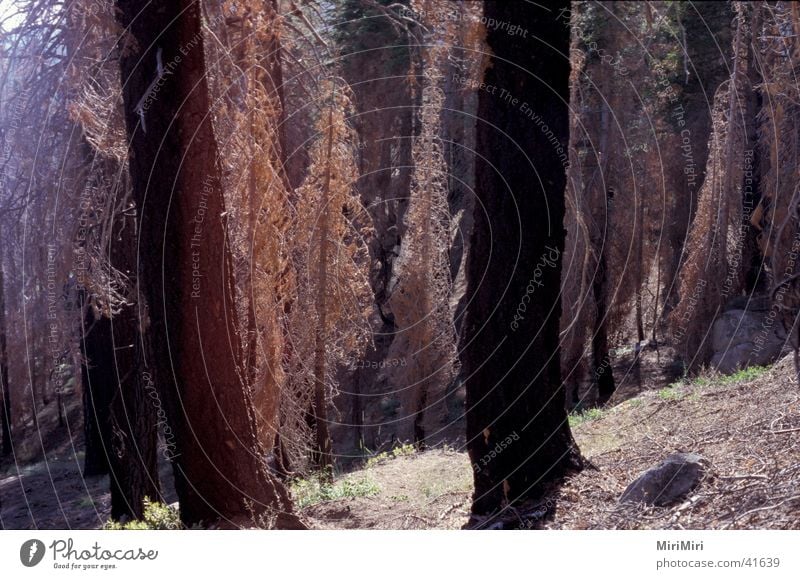 ancient forest Tree Coniferous trees Dry Back-light Old Forest National Park Mountain befallen Death USA