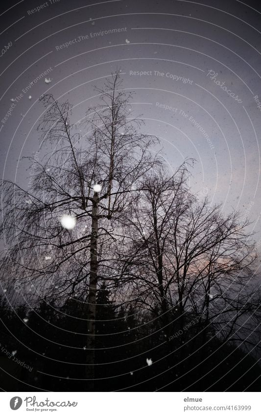 flashed snowflakes at night with bare deciduous trees and conifers in background / april weather / snowfall Snowfall Snowflake flake vertebrae April weather