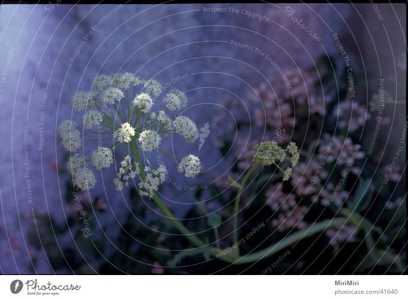 beautiful nameless Plant Close-up Stone Rock Mountain Blossoming