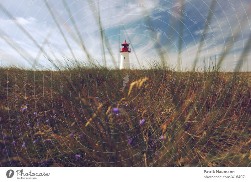 lighthouse Environment Landscape Plant Sky Clouds Beautiful weather Grass Bushes Blossom Coast North Sea Island Sylt House (Residential Structure) Lighthouse