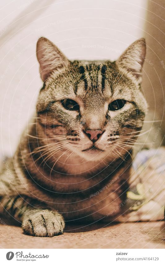 tabby and domestic cat in the interior of a room of a home resting without people unusual angle beautiful background closeup animal cute house calm beauty macro