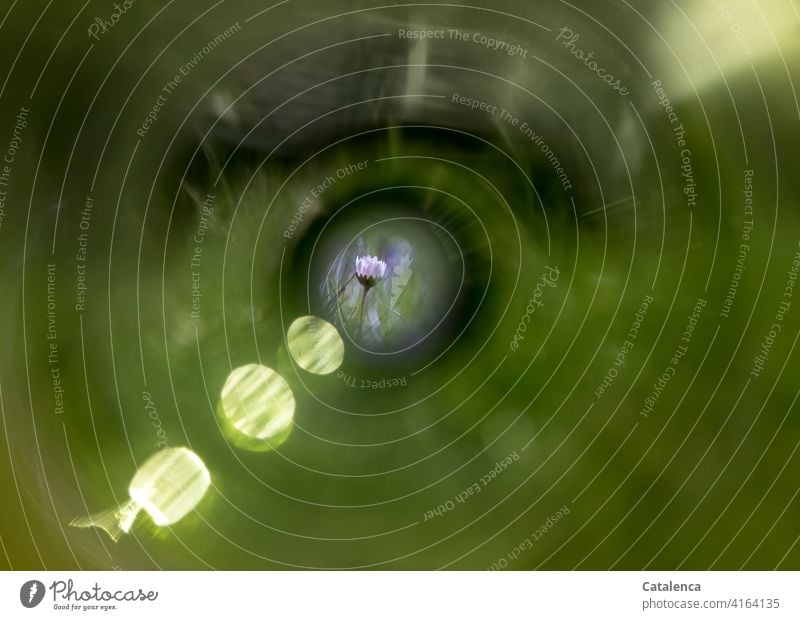 Daisies in sight flora Blossom leave Plant Flower blossoms Garden Spring Day daylight wax Leaf Nature Daisy Light (Natural Phenomenon) reflection Green Grass