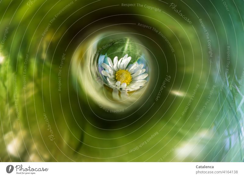 A daisy in the meadow in view Yellow Grass Green reflection Light (Natural Phenomenon) Daisy Garden Spring Day daylight wax Leaf Nature blossom blossoms Flower