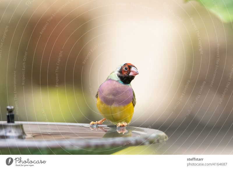 Lady Gouldian Finch bird Erythrura gouldiae in a water fountain bird bath Water fountain birdbath Bird finch colorful Gouldian finch lady Gouldian finch