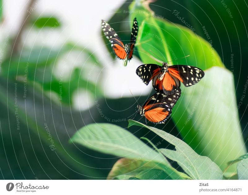 Monarch butterflies on the plants at spring monarch butterfly insect pretty nature grass green orange wings flying summer season garden fairy macro closeup wild