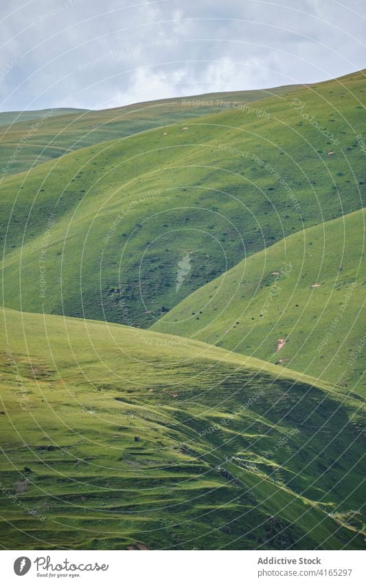 Scenic landscape of green valley with hills scenic picturesque meadow tree grass mountain high fog cloudy weather nature travel mist peak sky wild tourism