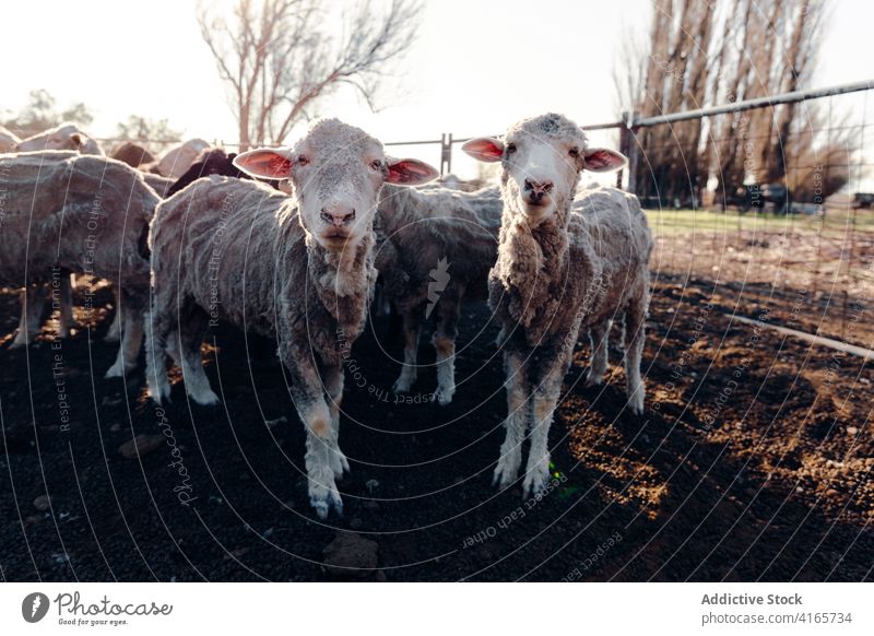 Herd of sheep in enclosure in countryside herd flock fence animal domestic village farm livestock daytime rural summer peaceful calm creature stand breed