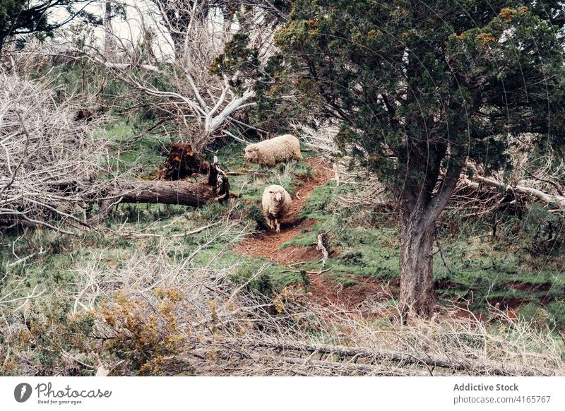 Cute sheep grazing together in meadow graze pasture hill herd slope domestic fluff animal patagonia south america mammal nature landscape countryside