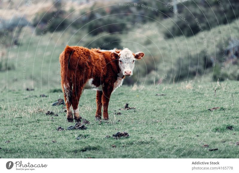 Cute cow grazing on lawn in summer graze pasture livestock alone hill green meadow animal patagonia south america pet domestic domesticated field mammal grass