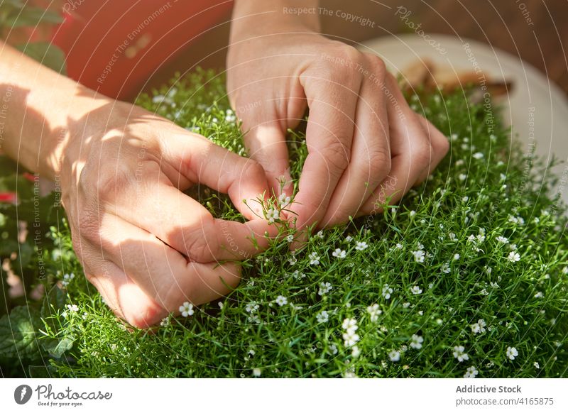 Woman garnishing Steak tartare with herbs close up dish woman housewife home raw beef greenery female fresh pick meal food ingredient cuisine prepare cook