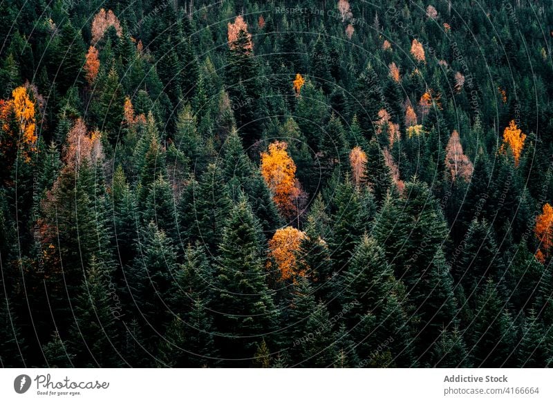 Colorful dense autumnal forest landscape colorful tree coniferous fall woods woodland season nature foliage environment background scenic plant wild lush flora