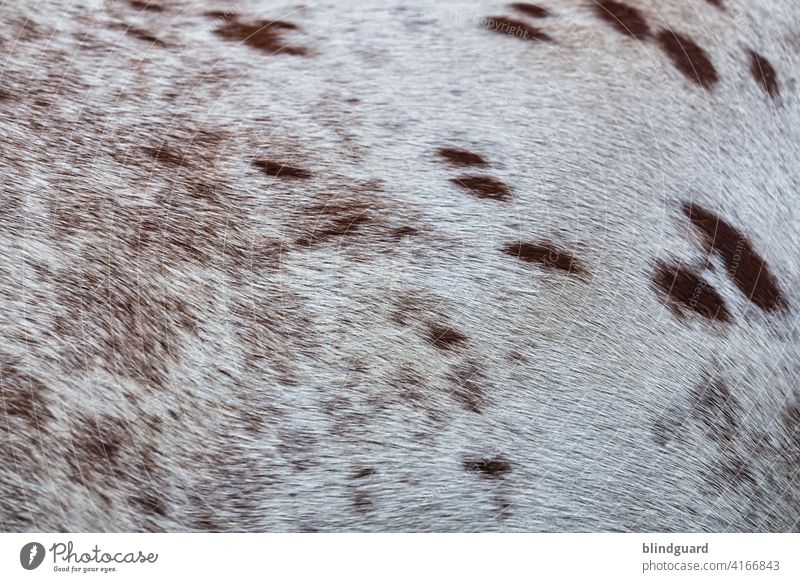 Horse Body Hair Dot Come Pelt Pinto Mammal Detail Brown White Animal hair Hairy Exterior shot Nature Farm animal points Pattern background eyeballed