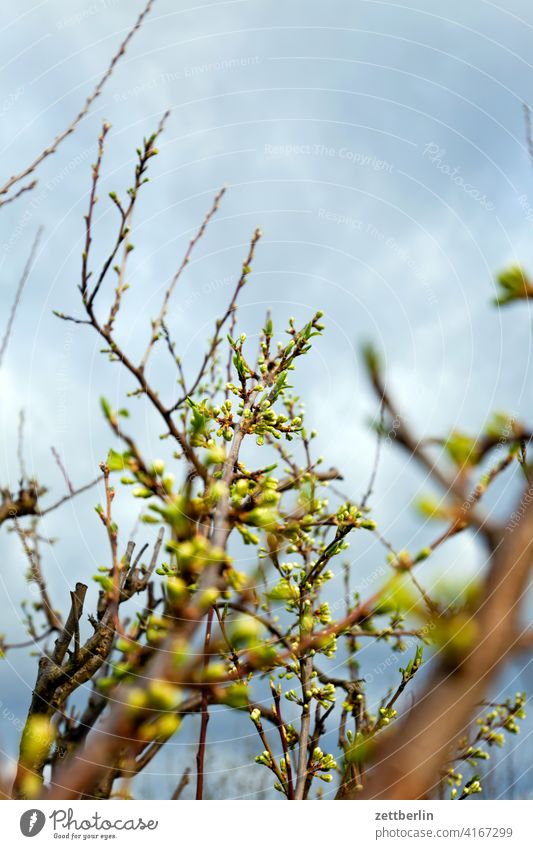 Plum tree shortly before flowering Branch Tree Relaxation awakening holidays spring Spring spring awakening Garden Sky allotment Garden allotments bud Deserted