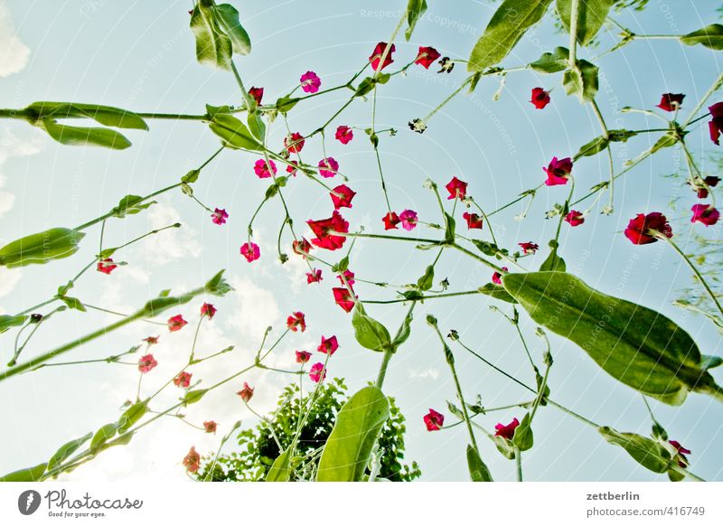 Carnation of light again Wellness Harmonious Well-being Contentment Relaxation Calm Meditation Leisure and hobbies Summer Garden Environment Nature Plant Sky