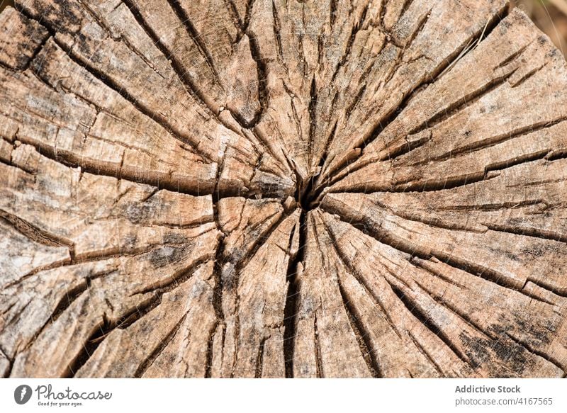 Texture of old tree trunk with cracks log wood texture background natural weathered uneven surface rough shabby timber material lumber structure brown aged dry