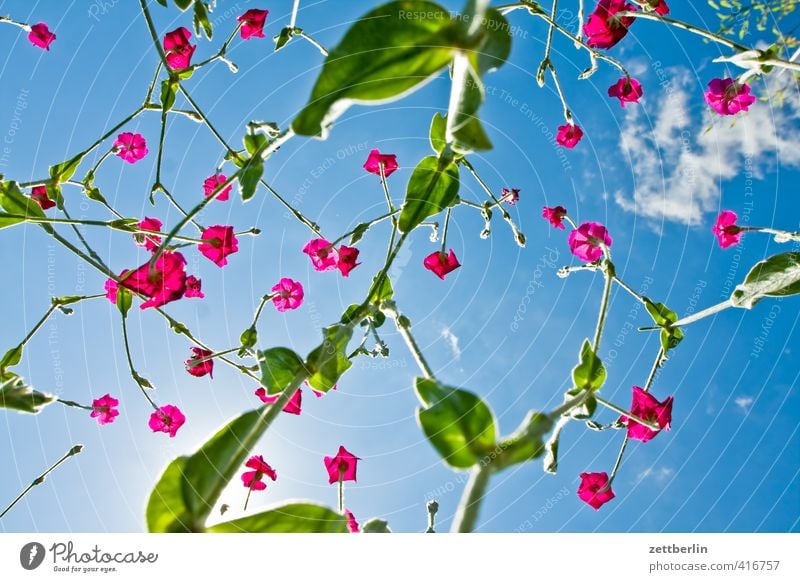 Jumping Rapeseed Cat Wellness Harmonious Contentment Relaxation Summer Summer vacation Sun Garden Plant Sky Flower Leaf Blossom Emotions Joy Happy Happiness