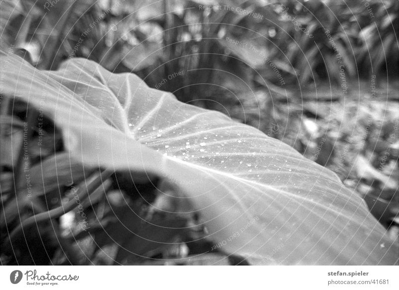 drip on leaf Leaf Plant Water Nature Drops of water Macro (Extreme close-up)