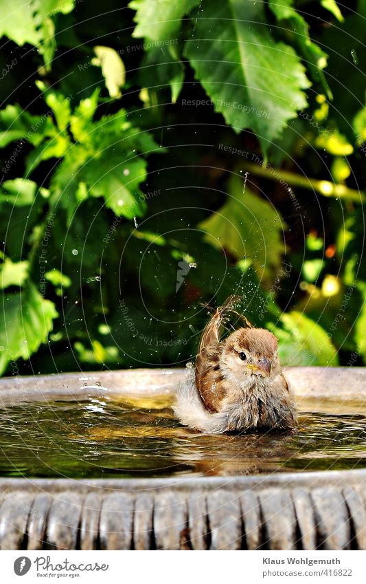 A young house sparrow takes a bath in the midday heat with growing enthusiasm.   His pose is very reminiscent of a "proud swan". Environment Animal