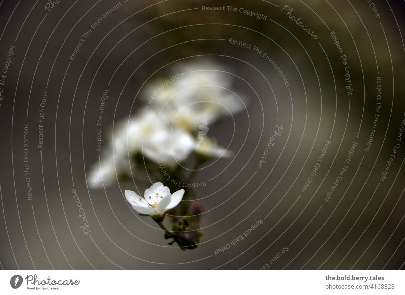 spirea Blossom shrub blooms White Nature Plant Spring Close-up Colour photo Blossoming Garden Exterior shot Shallow depth of field naturally Park spar bush