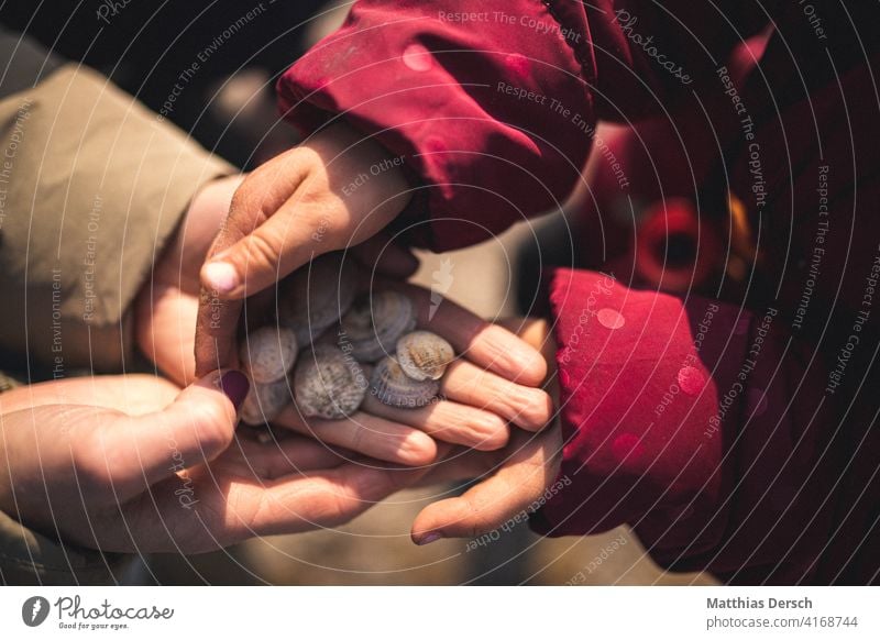 Collect shells Mussel seashells Mussel shell Child Girl Mother Children`s hand Hand hands amass Ocean Beach Vacation & Travel Summer Sand coast